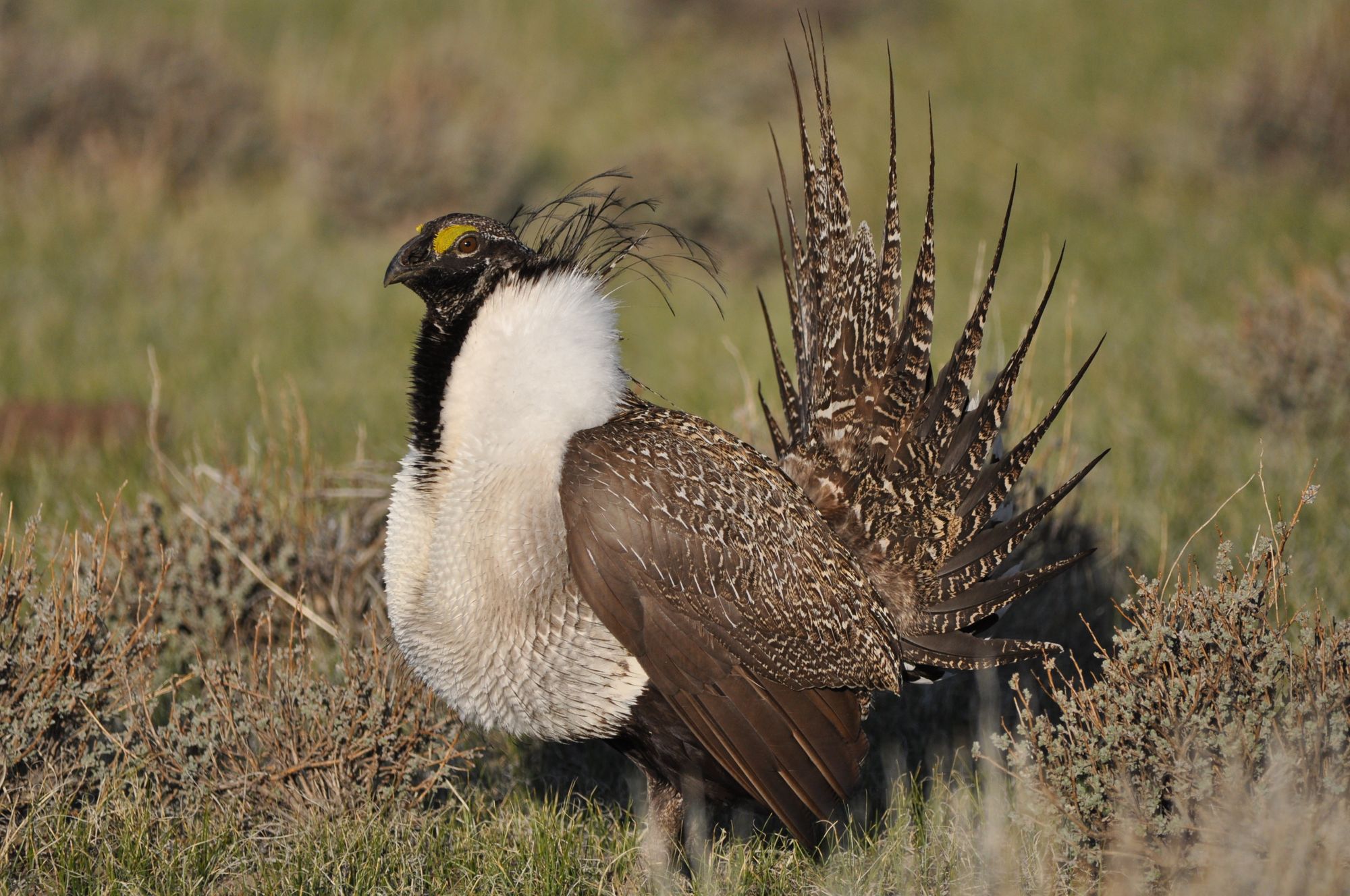 Saving The Greater Sage-Grouse: Dr. Graham's Research Highlight