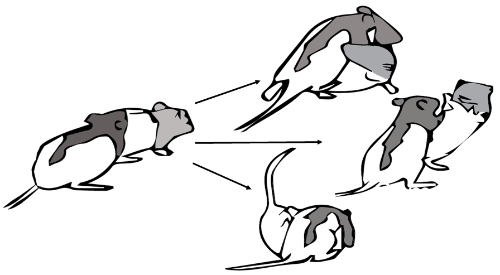 Figure of rats interacting