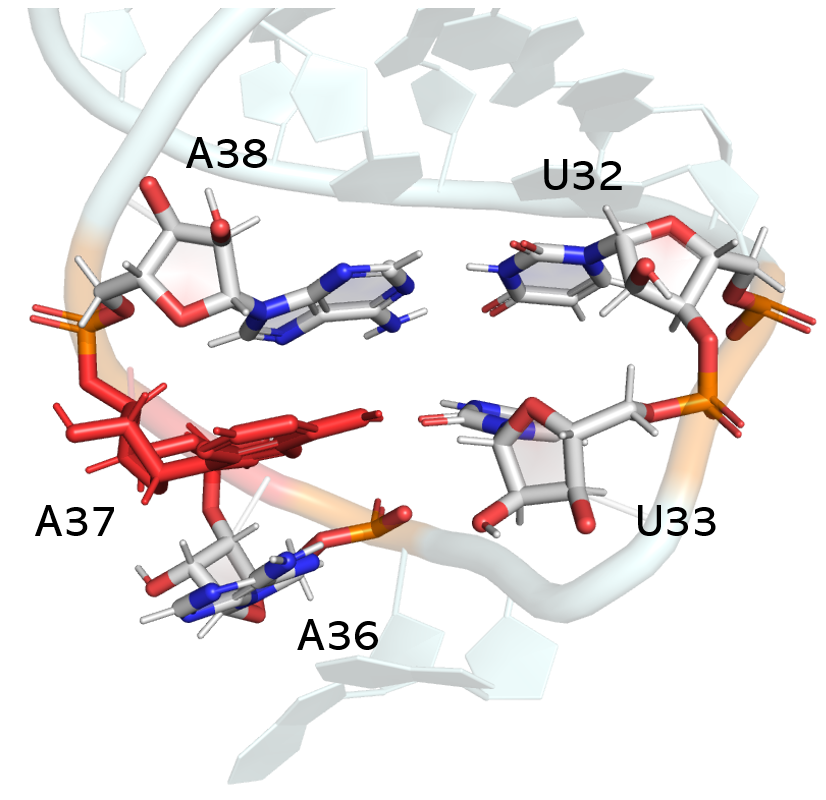 Image: An up-close look at the Anticodon stem-loop ASL (blue) region from the full-length tRNA figure above. This image shows the nucleobase stacking interactions that can confer greater stability to the ASL region when A37 or other positions are modified.