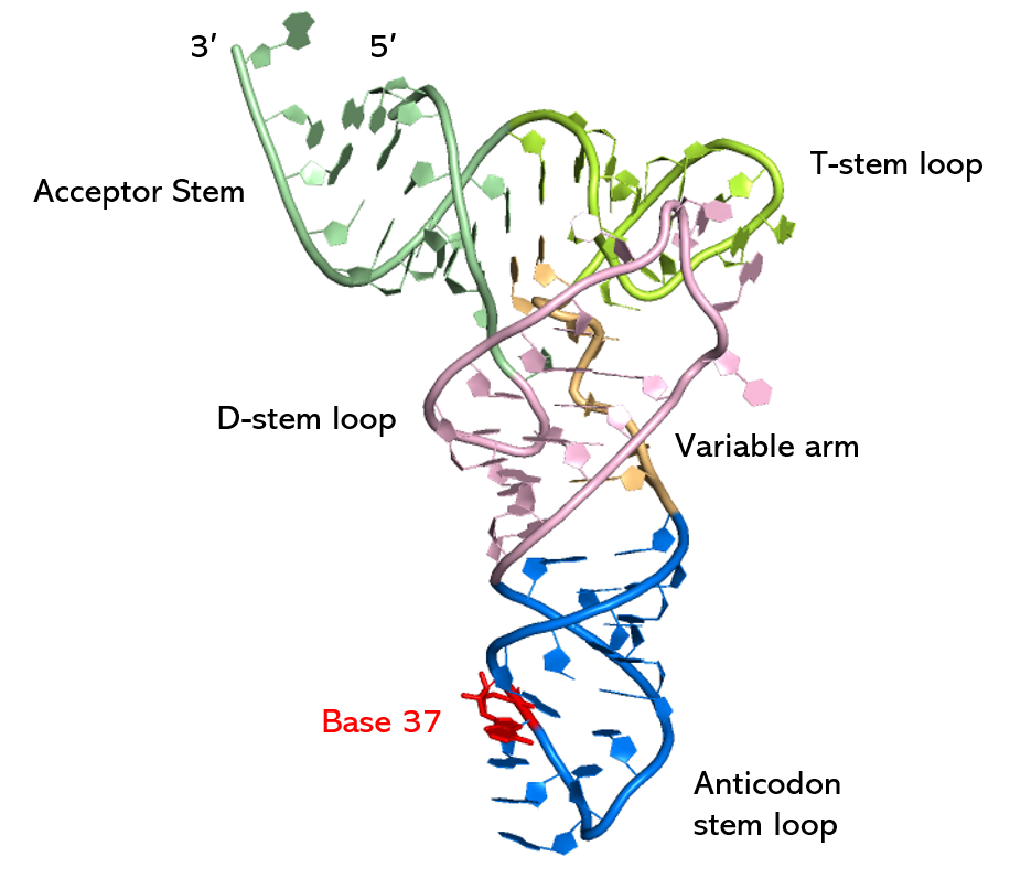 Image: The regions of a full-length unmodified tRNA molecule with an acceptor stem corresponding to phenylalanine looks like. Mark's research will investigate modifications occurring in the Anticodon stem-loop (blue) region.