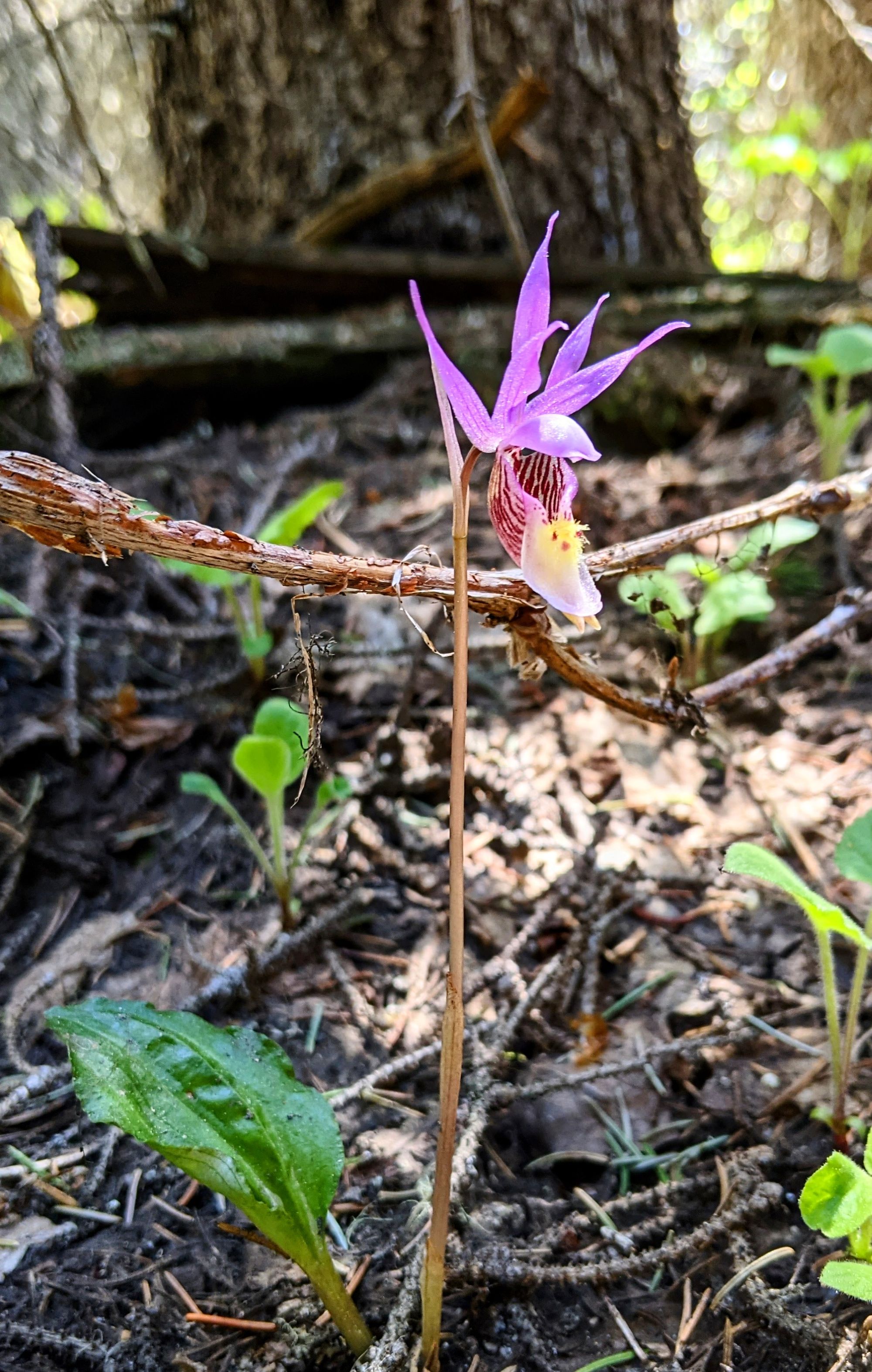 Fairy slipper orchid (Calypso bulbosa var. americana) with purple and yellow blossom growing in a coniferous forest