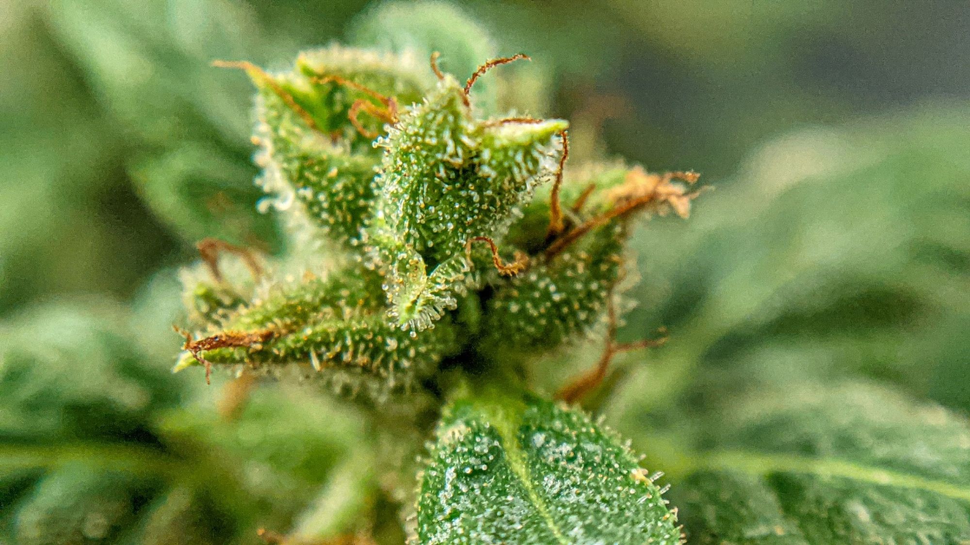Close-up of cannabis cultivar “Cactus” bud in the flowering stage. Stalked trichomes appear amber in colour