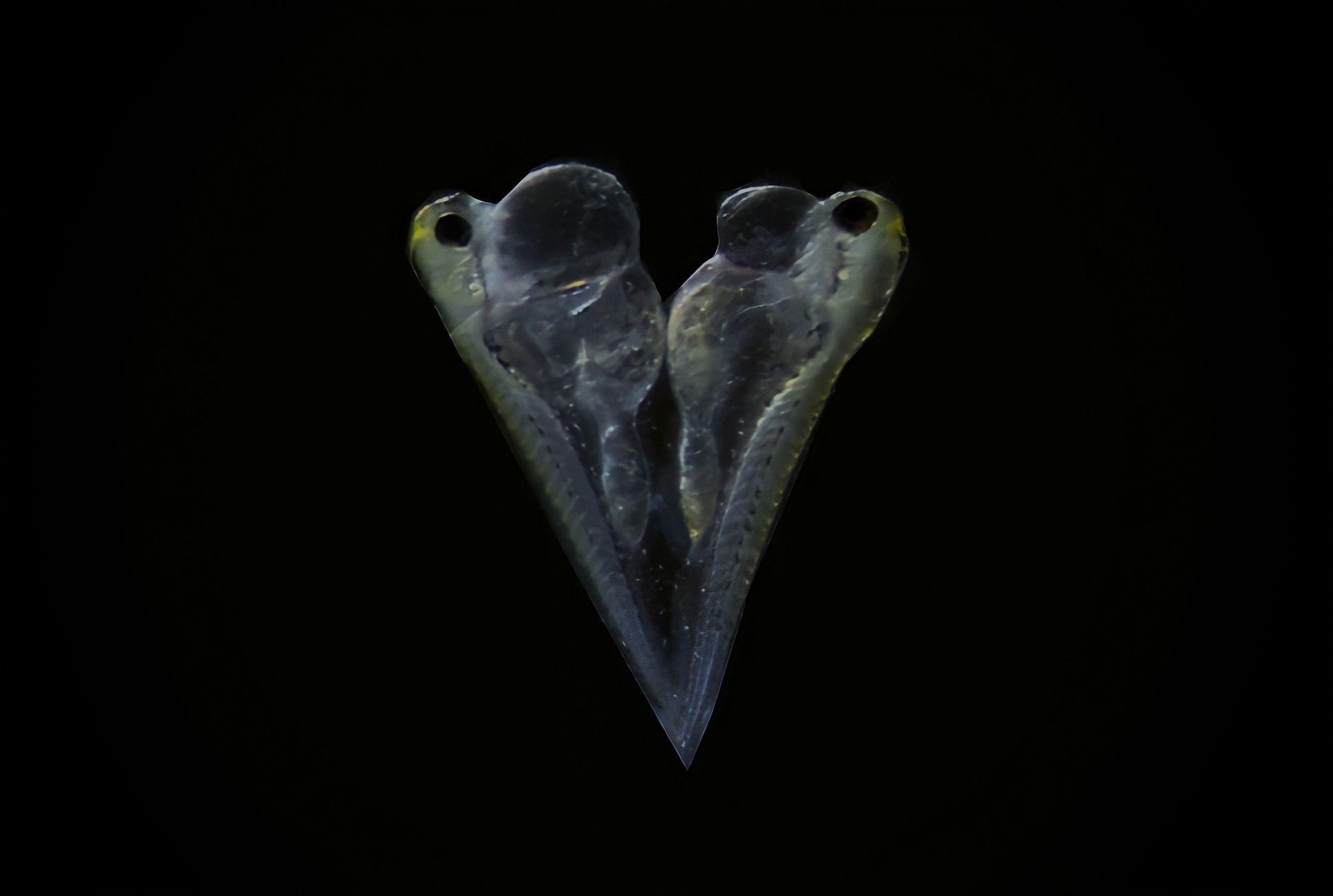 Malformed zebrafish larvae facing each other, forming a heart shape