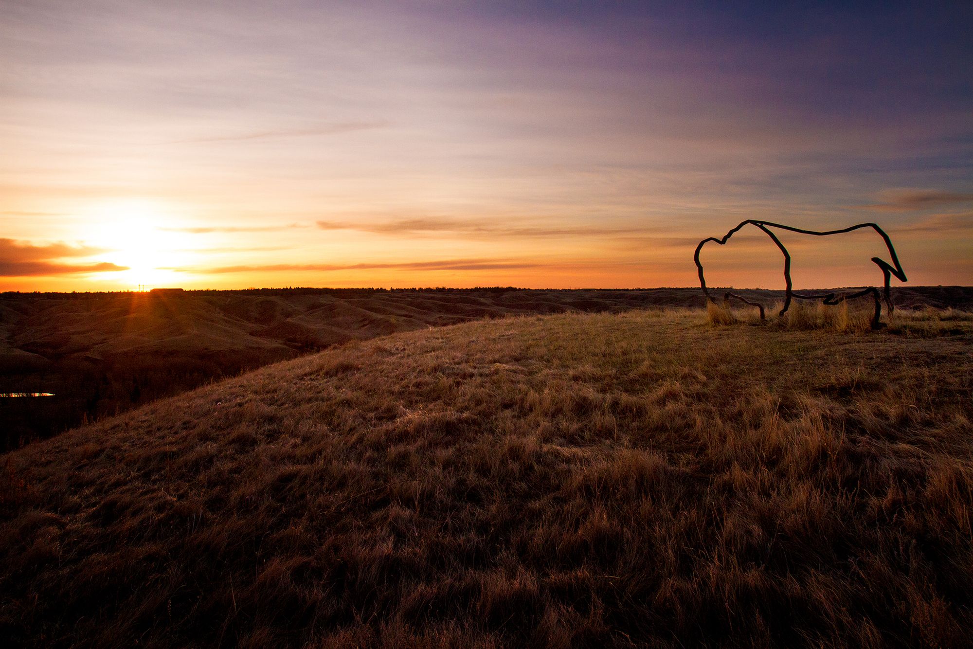 A sculpture of the outline of a buffalo on a grassy hill at the ULethbridge campus with the sunset in the background.